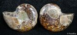 Inch Split Ammonite Pair #2672-1